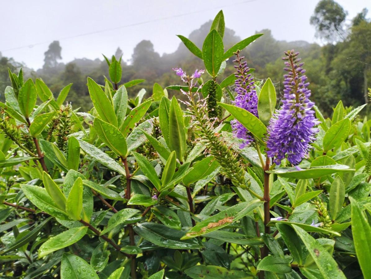 Ng Family'S Farm Stay Cameron Highlands Buitenkant foto