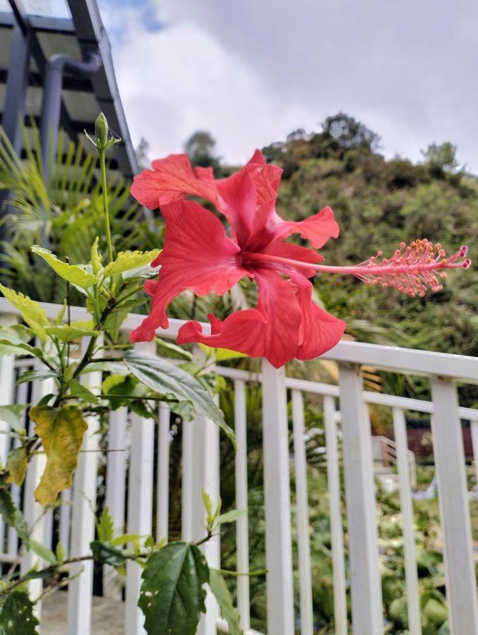 Ng Family'S Farm Stay Cameron Highlands Buitenkant foto